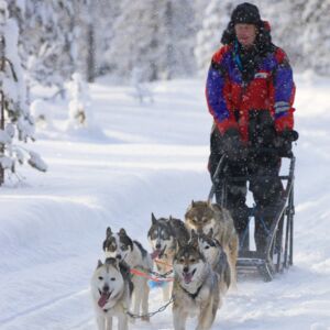 Hundeschlittentour Wild & Exklusiv