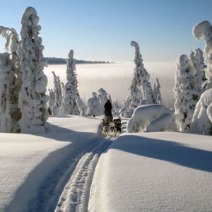 Schlittenhunde Reise durch das Vindelfjällens Naturreservat in Schweden
