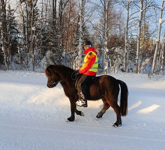 Icelandic Horse Vacation & Husky Sled Tour in Scandinavia
