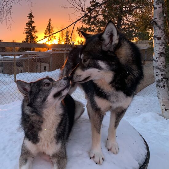 Winterwoche in Nordschweden