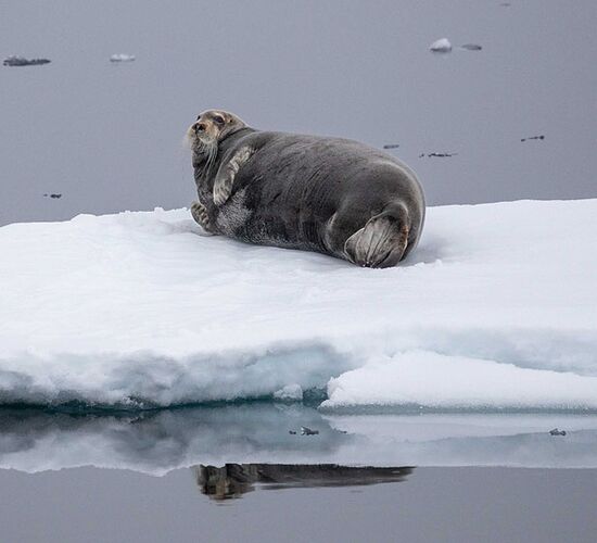 Eisbär-Express Spitzbergen: Svalbards Süd-Osten © svalbard scotland circumnavigation and odysse