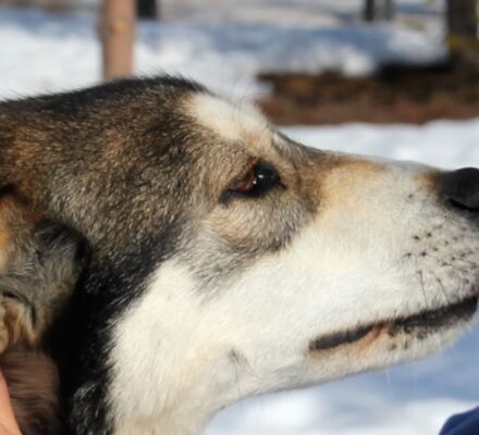 Echte Huskytour von Hütte zu Hütte © hetta husky