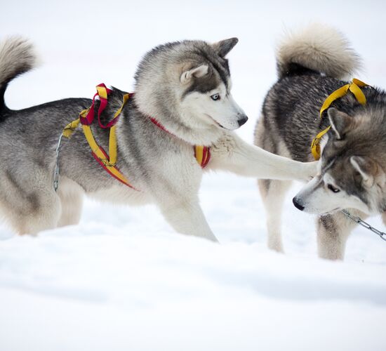 Silvester Hundeschlittentour in Lappland