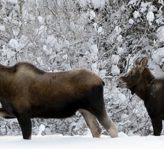 Nordlichtmagie im Yukon © Northern Tales