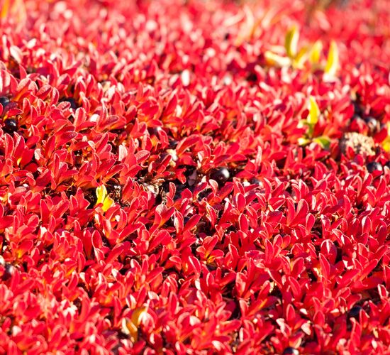 Nordostgrönland Extrem - Aurora Borealis & lange Wanderungen © Grönland