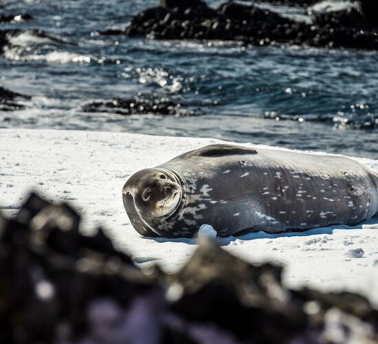 Aktiv & Erlebnisreise Antarktis Basecamp © Antarktis Basecamp
