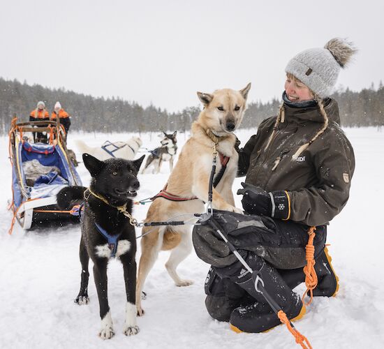 Short Husky Adventure in Lapland © Harriniva