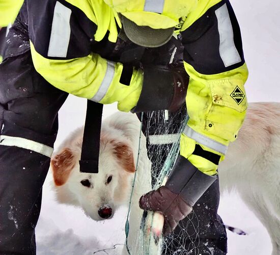 Winterwoche mit Huskys in atemberaubender Natur © whitehorizon