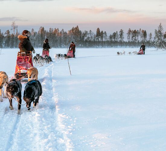 Weihnachts- und Silvesterspezial mit Huskys und Rentieren © frosty trails