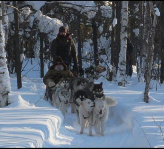 Alaskan Malamute Abenteuer in Alaska © firewalkerkennel