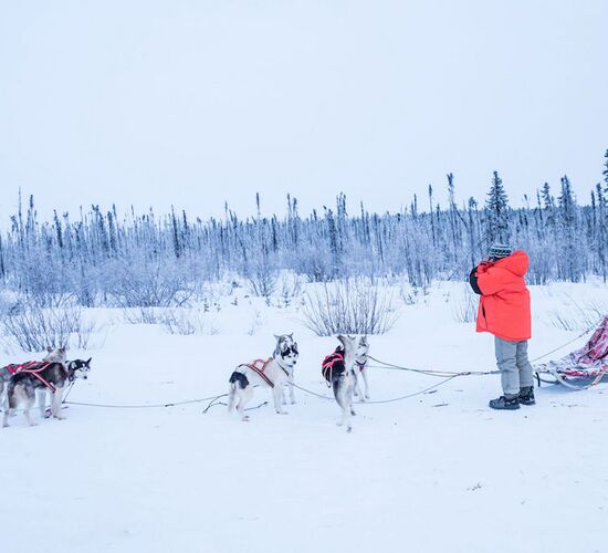 Husky-Abenteuer in der Wildnis Alaskas © arctic dog adventure co