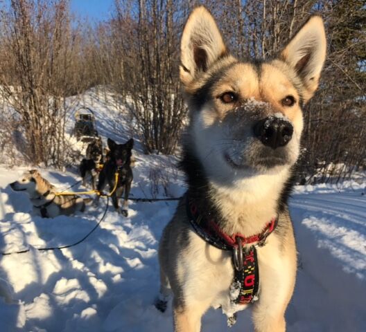 Winter dreams at Kluane National Park