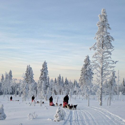 Christmas and New Years Eve Special with Huskies and Reindeers