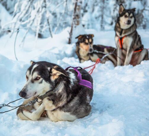 Bilder (67) Huskykompaniet