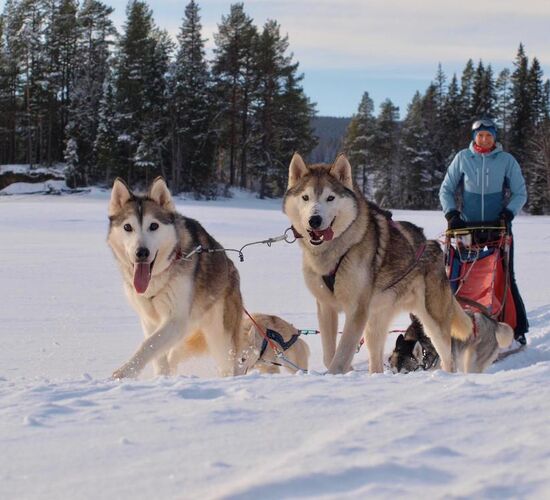 Schwedische Wildnisreise mit Huskys © nordic husky farm