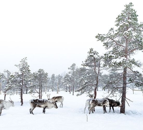 Reindeer feeding & Storytelling © Malangen