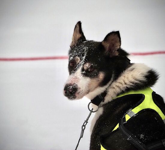 Winterwoche mit Huskys in atemberaubender Natur © whitehorizon