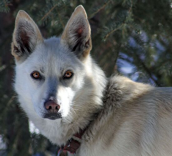 Brooks Range Husky Expedition © alaska winter adventures