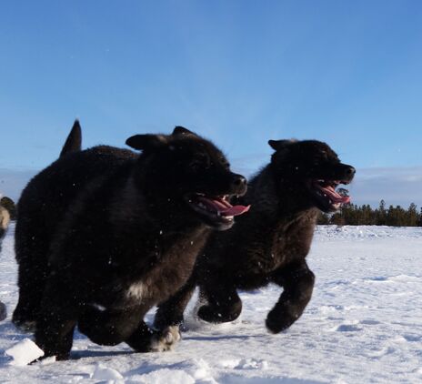 Anspruchsvolles Reiterabenteuer in Lappland © wilderness huskies siperia