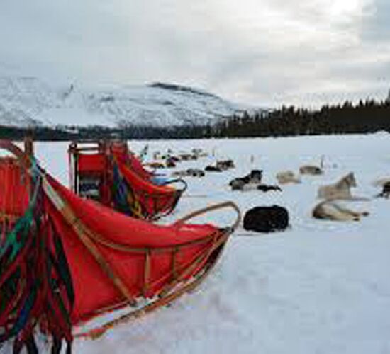 Pictures (43) Snowtrail Dogcamp
