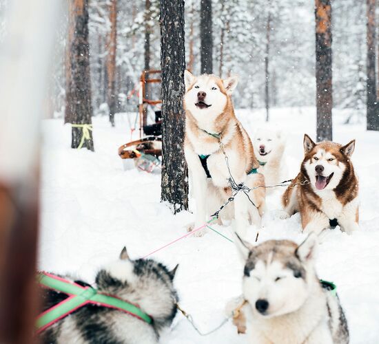 Swedens Highlights with Huskies and Snowmobiles
