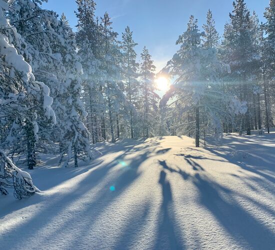 Winter Week in the North of Sweden © Huskycamp Nayeli