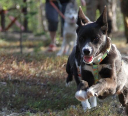 Echte Huskytour von Hütte zu Hütte © hetta husky