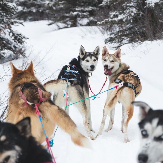 Trapper Expedition mit Huskys im Yukon