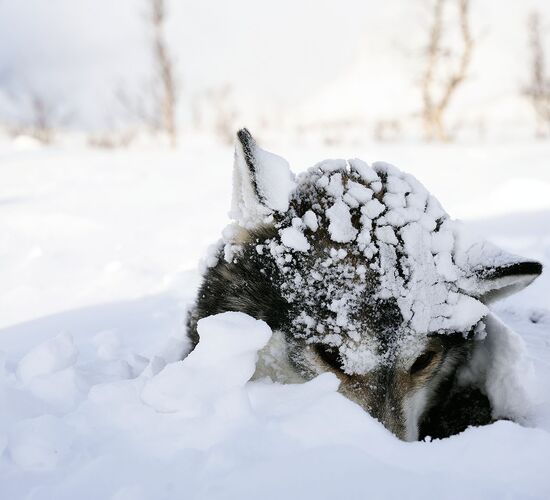 Back to Nature with Huskies and Reindeer © arctic hearts