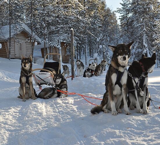 Echte Huskytour von Hütte zu Hütte © hetta husky