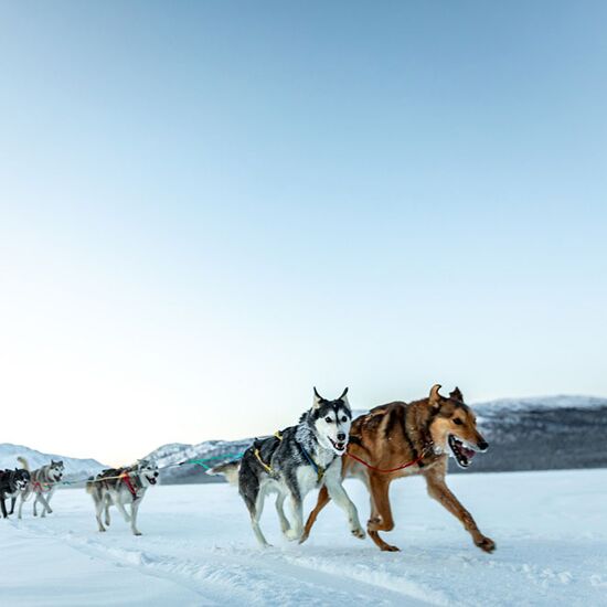 Kurzurlaub mit Huskys im Yukon