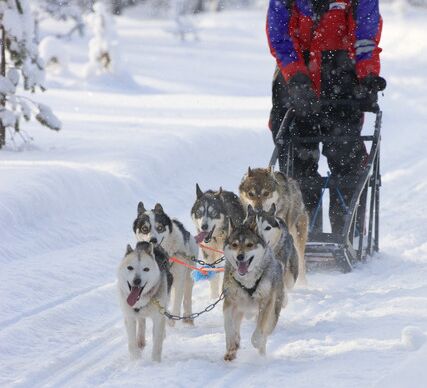Wild & Luxury Dog Sledding © isosyoete