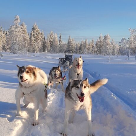 Husky Safari in Finnland