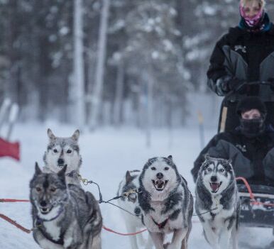 Wild & Luxury Dog Sledding © isosyoete