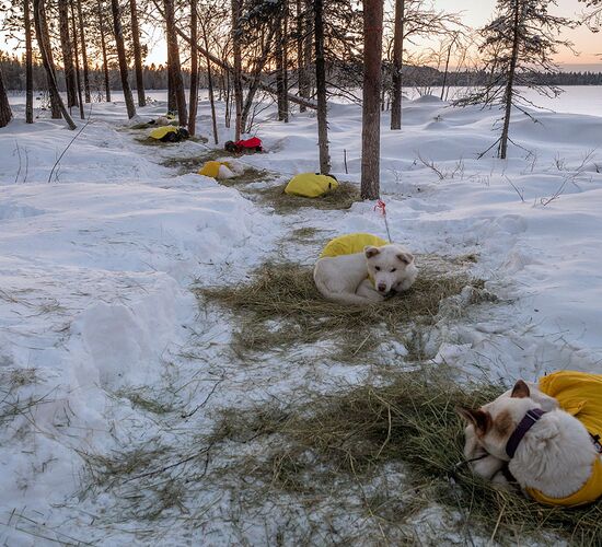 Weihnachts- und Silvesterspezial mit Huskys und Rentieren © frosty trails