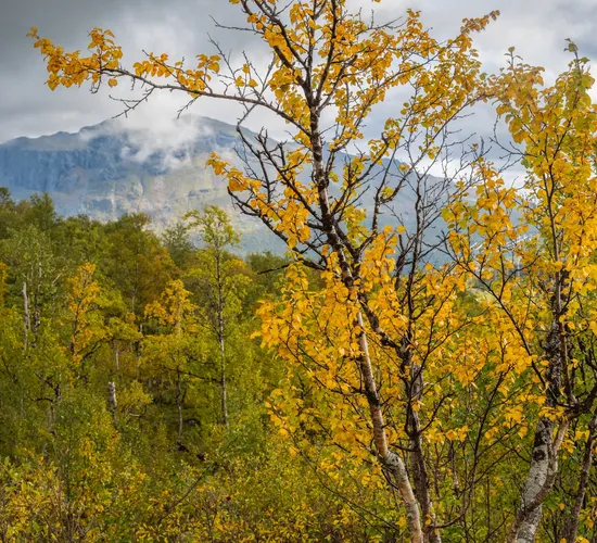 Weihnachts- und Silvesterspezial mit Huskys und Rentieren © autumn colors of swedish lapland