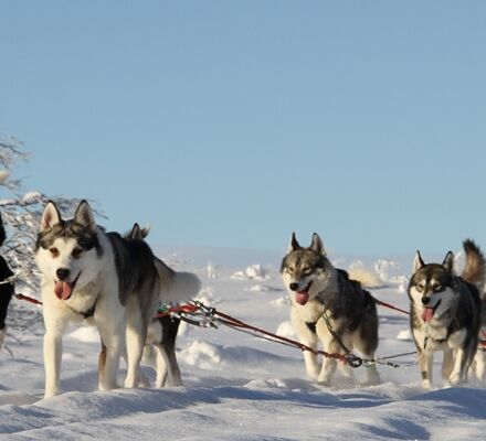 Echte Huskytour von Hütte zu Hütte © hetta husky
