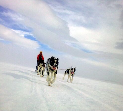 Personal dog sled tour in Sweden © Helags Huskys