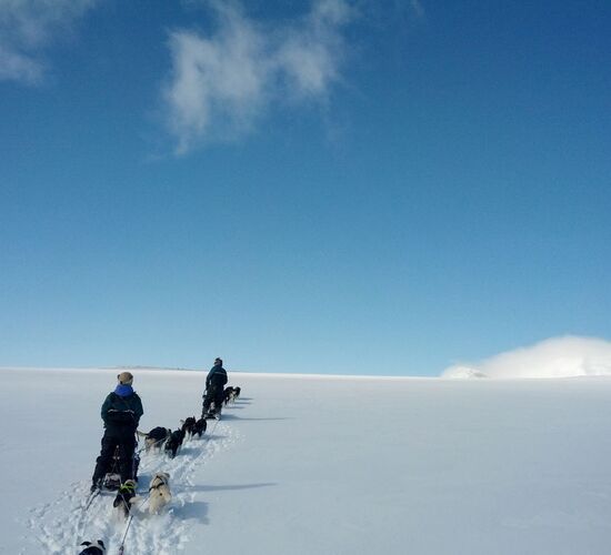 Personal dog sled tour in Sweden © Helags Huskys