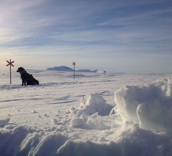 Personal dog sled tour in Sweden © Helags Huskys