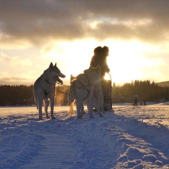 Husky Abenteuer in der Wildnis © nordic husky farm