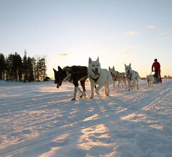Kurzurlaub mit Polarlichtjagd © vuokatti safaris