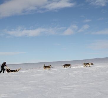 Echte Huskytour von Hütte zu Hütte © hetta husky