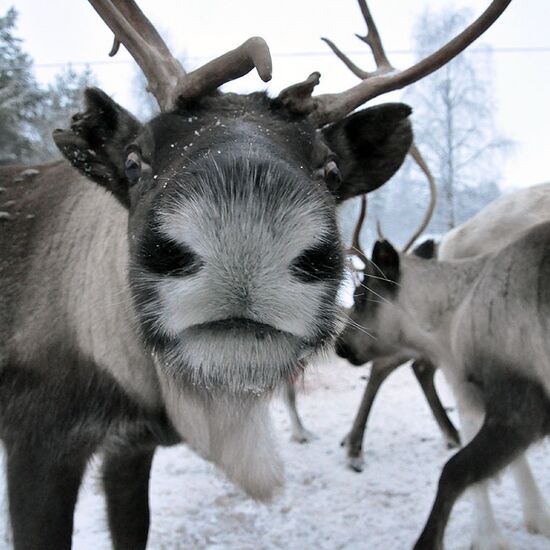 Winterurlaub in Schwedisch Lappland