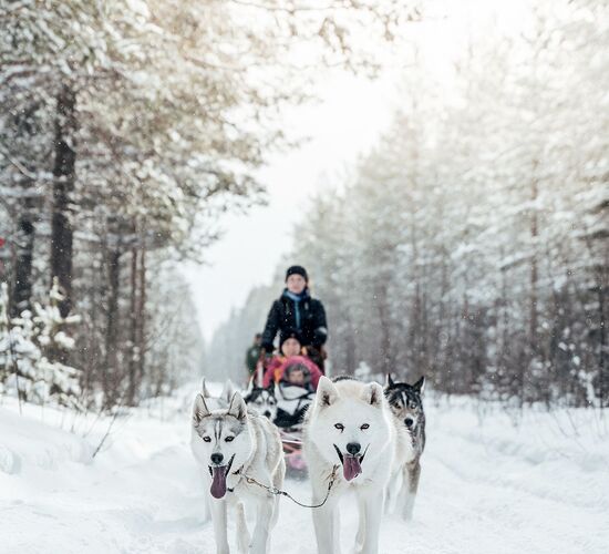 Long dog sledding © grano beckasin