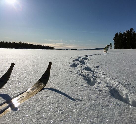 Winterwoche mit Huskys in atemberaubender Natur © whitehorizon