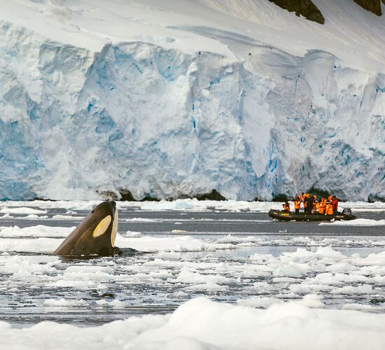 Antarktische Meeressäugetiere: Die Welt der Wale und Robben © activities