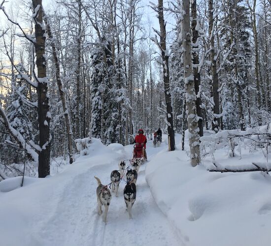 Husky-Abenteuer in der Wildnis Alaskas © arctic dog adventure co