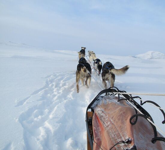 Personal dog sled tour in Sweden © Helags Huskys
