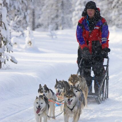 Hundeschlittentour Wild & Exklusiv
